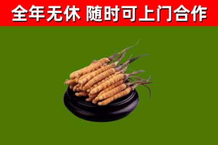 义县回收散虫草